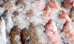 Frozen & Chilled Food