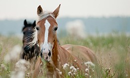 Livestock Transportation
